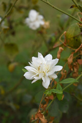 Beautiful white rose flower closeup in garden, A very beautiful white rose flower bloomed on the rose tree, Rose flower closeup, bloom flowers, Natural spring flower, Natural floral background,