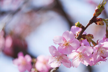 Kawazu-zakura in Kyoto, close-up of cherry petals