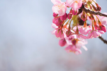 Kawazu-zakura in Kyoto, close-up of cherry petals