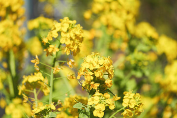 Fototapeta premium yellow rape blossom flower spring