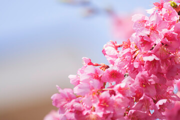 Kawazu-zakura in Kyoto, close-up of cherry petals