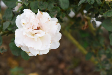 Beautiful white rose flower closeup in garden, A very beautiful white rose flower bloomed on the rose tree, Rose flower closeup, bloom flowers, Natural spring flower, Natural floral background,