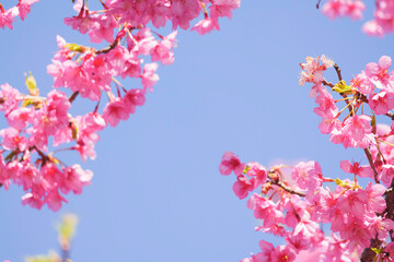 Kawazu cherry blossoms in Kyoto, blue sky in spring