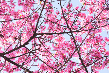 Kawazu cherry blossoms in Kyoto, blue sky in spring