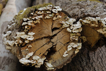 Vieux tronc d'arbre III