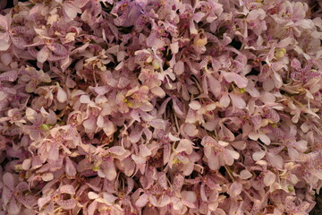Fresh pink flowers for background