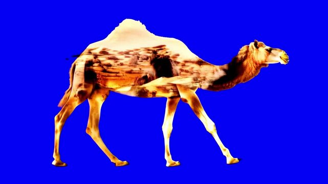 Double exposure camel animal 4K video, transparent element on green screen