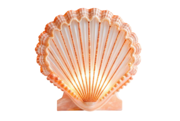 PNG Lit seashell shaped lamp emitting warm glow with intricate design and soft hues