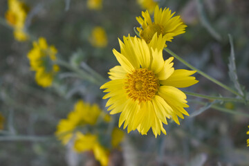 Golden Crownbeard (Also called Golden Crownbeard, Copen Daisy, golden crown beard) in the nature, Golden Crownbeard Flower closeup,Beautiful yellow flower closseup in nature Chakwal, Punjab, Pakistan