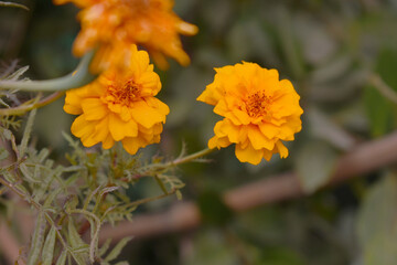 Orange french marigold flower blossom in garden, Orange french Mari Gold flowers for decorate garden, Close up of beautiful small marigold flower in garden. Marigold flowers bloom in nature
