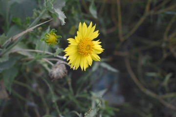 Golden Crownbeard (Also called Golden Crownbeard, Copen Daisy, golden crown beard) in the nature, Golden Crownbeard Flower closeup,Beautiful yellow flower closseup in nature Chakwal, Punjab, Pakistan