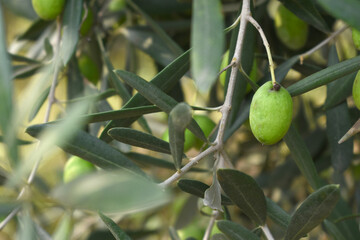 unripe green olives on tree closeup, Olive-tree branch with unripe green olives, olive tree...