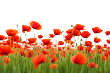 Fototapeta premium PNG Vibrant red poppies in full bloom against black background