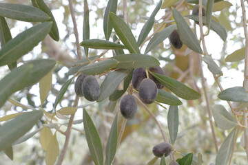 ripe black olives on tree closeup, Olive-tree branch with ripe black olives, olive tree plantation...