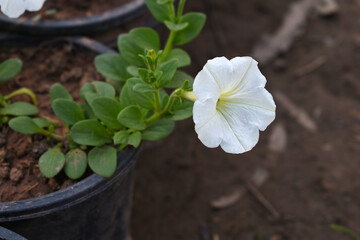 White petunias in the garden, Petunia, Close up of white Petunia flower in the garden, Petunia flower and blurred background, Background of white petunia flowers, spring flower Closeup. © A Nature's clicks 