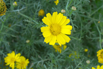 Fototapeta premium Bright Yellow Crown Daisy, Close-up of a Bright yellow crown daisy flower, blooming in nature, Close-up shot of beautiful yellow Crown Daisy flower (Chrysanthemum coronarium), Crown Daisy,