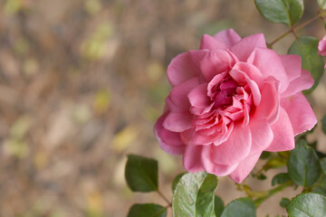 Beautiful pink rose flower closeup in garden, A very beautiful pink yellow rose flower bloomed on the rose tree, Rose flower closeup, bloom flowers, Natural spring flower floral background