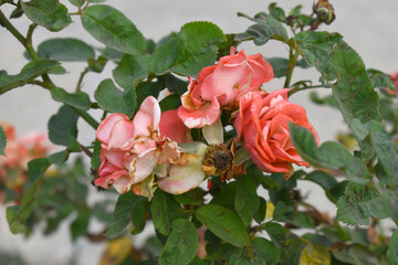 Beautiful pink rose flower closeup in garden, A very beautiful pink yellow rose flower bloomed on the rose tree, Rose flower closeup, bloom flowers, Natural spring flower floral background