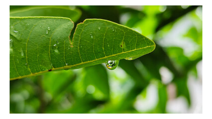 The background of wet leaves exposed to raindrops looks fresh and beautiful green. Fresh wet leaves.	