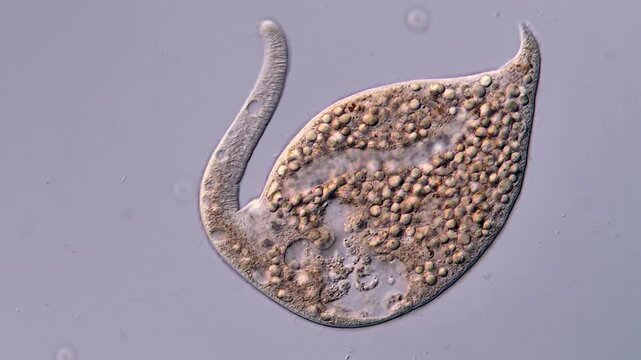 Movement of freshwater dileptus Ciliates under microscope view,  400x
