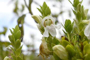 A green Plant of Justicia adhatoda vasica or malabar nut plant in selective focus and background blur, the white Justicia adhatoda blossom in spring, Chakwal, Punjab, Pakistan