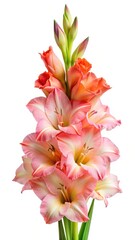 Elegant Arrangement of Pink and Orange Gladiolus Flowers Against a White Background