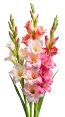 Obraz premium Elegant Bouquet of Gladiolus Flowers in Shades of White, Pink and Orange