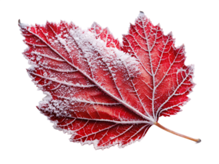 frozen red winter lea isolated on white background, PNG