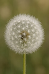 Fototapeta premium Dandelion flower seeds