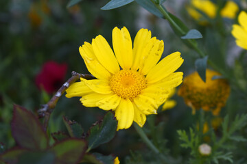 Bright Yellow Crown Daisy, Close-up of a Bright yellow crown daisy flower, blooming in nature, Close-up shot of beautiful yellow Crown Daisy flower (Chrysanthemum coronarium), Crown Daisy,