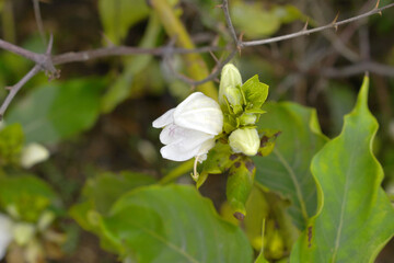 A green Plant of Justicia adhatoda vasica or malabar nut plant in selective focus and background blur, the white Justicia adhatoda blossom in spring, Chakwal, Punjab, Pakistan