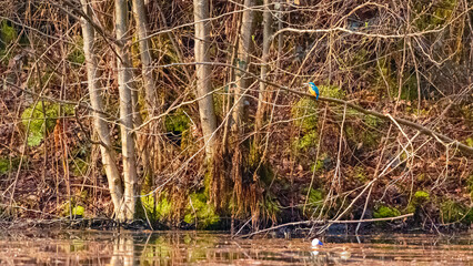 Alcedo atthis, common kingfisher, on a sunny spring day