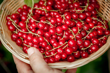 Women's hands picking ripe red currants. Holding a wicker bowl, full of berries. Red currant-...