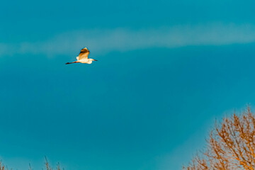 Ardea alba, great egret, in flight on a sunny spring day