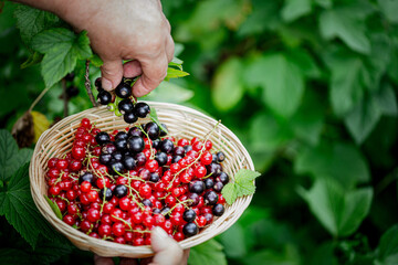 Women's hands picking ripe red and black currants and holding a wicker bowl, full of berries. Branches of fresh berries in the garden. Harvesting concept.