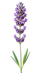 Naklejka premium Close up single stem of lavender flower against a white background