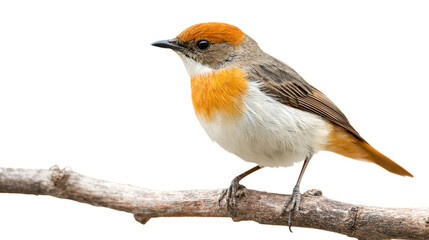 Fototapeta premium a small bird with a red head sitting on a branch