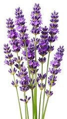 Aromatic Lavender Blossoms in Full Bloom Against a Clean White Background