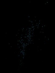 Glow worms in abandoned tunnel