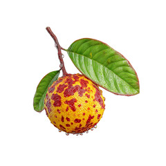 Diseased Guava Fruit on Branch with Dew Drops