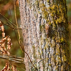 Certhia brachydactyla, short-toed treecreeper, climbing a tree on a sunny spring day