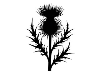 Obraz premium Silhouette of a thistle flower in black, symbol of Scotland, strength, and resilience, perfect for tattoos or icons. Generative AI