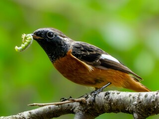 森で食べ物を見つけたジョウビタキの雄