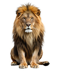 Obraz premium lion isolated on white background, PNG