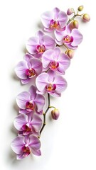 Obraz premium Elegant cascading stem of light pink phalaenopsis orchids with a clean backdrop