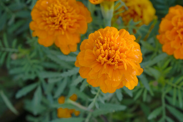 Orange french marigold flower blossom in garden, Orange french Mari Gold flowers for decorate garden, Close up of beautiful small marigold flower in garden. Marigold flowers bloom in nature