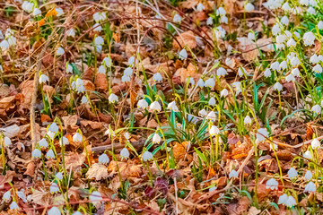 Leucojum vernum, spring snowflake flowers, on a sunny day in spring near Bad Griesbach im Rottal, Passau, Bavaria, Germany