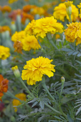 Yellow french marigold flower blossom in garden, Yellow french Mari Gold flowers for decorate garden, Close up of beautiful small marigold flower in garden. Marigold flowers bloom in nature