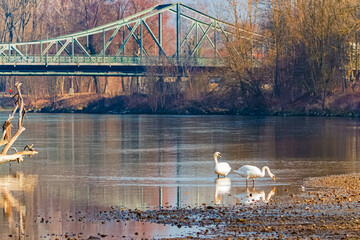 Spring landscape with reflections, two mute swans and a bridge on a sunny day at Landau an der...
