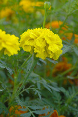 Yellow french marigold flower blossom in garden, Yellow french Mari Gold flowers for decorate garden, Close up of beautiful small marigold flower in garden. Marigold flowers bloom in nature